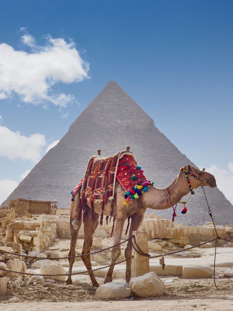 A portrait of a large camel standing in front of a majestic ancient pyramid in a desert landscape