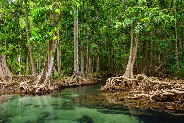 Tha Pom, the mangrove forest in Krabi, Thailand