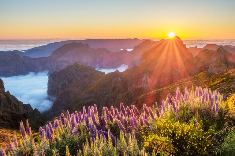 View from Pico do Arieiro of mountains over clouds with Pride of Madeira flowers and blooming Cytisus shrubs on sunset with sunburst. Madeira island, Portugal