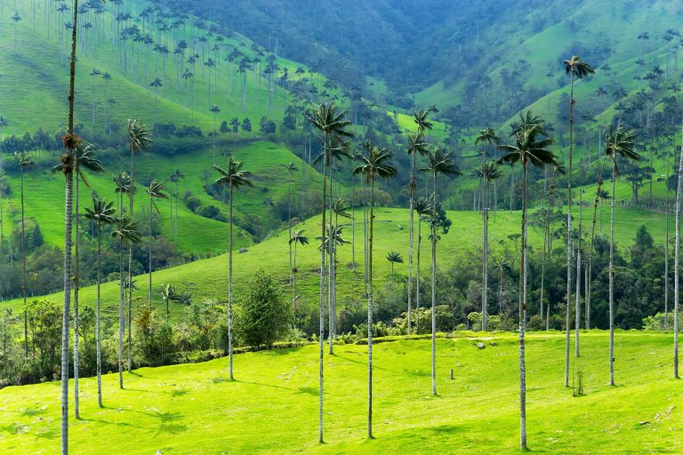Landscape of wax palm trees in Cocora Valley near Salento, Colombia